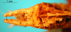 CollectionObject 1530693; 04647957-970c-4b5a-846f-93d1d3246651: male cerci (syntype). (CollectionObject).