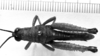CollectionObject 1543595; e207d5d2-d403-4f91-ab93-6423f6d600cf: Image Carbonell, C.S. male, dorsal view (holotype). (CollectionObject).
