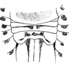 Ovipositor on Diacra gazellaecornis Dlabola, 1984: Sternite VII (female). (Observation).
