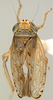 Habitus, dorsal view on Discolopeus tetracaenus (Stiller, 2019) now Discolopeus tetracaenus Stiller, 2019: Habitus, male, dorsal view. (Observation).