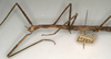 CollectionObject 1559026; NMW 779, 7e1847a0-cd7c-432d-9d71-6405e0886c23: copyright NMW, Vienna. female: head and thorax, lateral view (syntype). (CollectionObject).