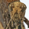 CollectionObject 1539801; f2065e3d-673c-41b6-81db-e433bb3e4acc: female face (holotype of permaculata). (CollectionObject).