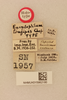 CollectionObject 1476533; 34e24a42-06c9-4b97-bf4c-30aea43de300, NHMUK015982180: labels (holotype). (CollectionObject).