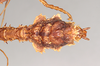 CollectionObject 1563955; NHMUK(SF IMPORT DUPLICATE) 845340, 43648258-ae23-4f70-a67c-0b82e003100b: copyright Natural History Museum, London. male: end of abdomen, ventral view (holotype). (CollectionObject).