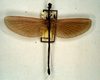 CollectionObject 1596276; f7932340-8705-4372-bdbc-71b779fb9391: copyright RBINS Brussels. male (syntype). (CollectionObject).
