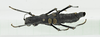 CollectionObject 1573628; 26114acf-84eb-4222-82f5-7c2b9a43c7be: female, dorsal view (paratype). (CollectionObject).