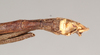 CollectionObject 1557206; NHMUK(SF IMPORT DUPLICATE) 844748, 05419db8-951b-49b9-9e62-e5a487ac9425: copyright Natural History Museum, London. male: end of abdomen, ventral view (holotype). (CollectionObject).
