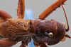 CollectionObject 2229687; b0bc9c22-3f28-4552-89af-a3bde19e6cb7: Male, tegmina. (CollectionObject).