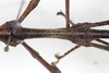 CollectionObject 1557631; NMW 644, ea3cf36b-9103-46d0-aad2-fc5629655c9a: copyright NMW, Vienna. male: mid-body, lateral view (syntype). (CollectionObject).