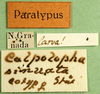 CollectionObject 1502113; 0315d781-5277-436b-a54e-0a05e17331d3: labels (paratype). (CollectionObject).