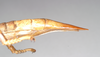 CollectionObject 1557602; 44a43d9c-40e7-4456-8af1-b89668b5bf56: copyright Natural History Museum, London. female: end of abdomen, lateral view (syntype). (CollectionObject).;CollectionObject 1557603; c66fc09a-202d-49a8-b18e-b49c13d04105: copyright Natural History Museum, London. female: end of abdomen, lateral view (syntype). (CollectionObject).