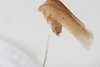 CollectionObject 1505829; 304351ea-b7ac-458b-80bb-ac4c68c7906f: Male, posterior view (syntype). (CollectionObject).