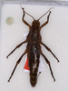 CollectionObject 1557007; e39d841d-8760-428e-9415-aeff1262346e: copyright BMNH. Anisomorpha pardalina male (syntype) [labelled PLT, but yet to be published]. (CollectionObject).;CollectionObject 1557008; 3d29c764-64c1-4fcf-b45b-5184815cab44: copyright BMNH. Anisomorpha pardalina male (syntype) [labelled PLT, but yet to be published]. (CollectionObject).