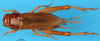 CollectionObject 1567435; afee21f5-261d-4869-87dc-458efb51d65d: male, dorsal view. (CollectionObject).