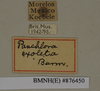 CollectionObject 1572974; c89a687d-1dc0-4e5b-9c88-3ee09ac89397: Copyright Natural History Museum, London. Labels from non-type (adult male) in BM(NH). (CollectionObject).