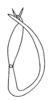 Aedeagus, lateral view on Prairiana exactera (DeLong, 1980): Male: aedeagus, lateral view. (Observation).
