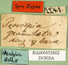CollectionObject 1500893; 5a6b2ee8-525f-4f2d-9bf0-e3b2f64c6692: labels (syntype). (CollectionObject).