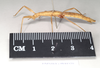Hemipachymorpha Kirby, 1904: copyright NHMUK, London. female of Hemipachymorpha omphale [TYPE SPECIES]. (Otu).