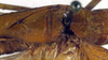 CollectionObject 1500608; 195d9e36-1b3d-4545-bb1f-167f8f4800d0, DORSA BTtroamyHTM: male, base of left tegmen (holotype). (CollectionObject).