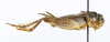 CollectionObject 1476622; 9aab332a-459d-4f9e-ae6b-e71b8501117b, MNHN-EO-ENSIF6929: male, lateral view (holotype). (CollectionObject).