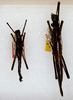 CollectionObject 1557245; c4316b65-6bfa-4544-b8ff-6e12c42e49e9: copyright ANSP. male (holotype) and female (paratype). (CollectionObject).