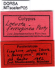 labels (paralectotype of Scaphura ferruginea). Depicts CollectionObject 1521430; 89e94267-b5fb-4fe4-bf54-585305ddc233, a CollectionObject.