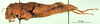CollectionObject 1501092; c9185c61-5eb2-43ee-874c-392baa969405: female, lateral view (syntype). (CollectionObject).