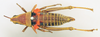 CollectionObject 1518429; 70d8359f-c8bb-4d9e-a870-e2d650e3cdfd: female, dorsal view (holotype). (CollectionObject).
