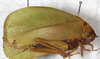 CollectionObject 1475842; NMW 13362, 5aae5791-0d66-49de-bb6a-5cc8099043e6: female, lateral view (holotype of Prosagoga opaca). (CollectionObject).