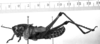 Image Carbonell, C.S male, lateral view. Depicts Romalea microptera (Palisot de Beauvois, 1817), an Otu.