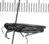 CollectionObject 1543601; 3c21c181-7160-4521-9f2b-e3ebcbef1716: Image Carbonell, C.S. male, lateral view (lectotype). (CollectionObject).