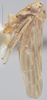 Habitus, lateral view: !! display not done !! on Agalliopsis (Agallaria) oculata (Van Duzee, 1890): Lateral. (Observation).