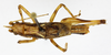 CollectionObject 1597498; 2c29c080-a1e0-4145-9526-e282bae97709: male, dorsal view. (CollectionObject).
