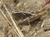 Ageneotettix deorum (Scudder, 1876): nymph (about 9 miles north of Bridgeport, Nebraska, 26 June 2020). (Otu).