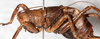 CollectionObject 1531892; NMW 9974, 7aba2eb5-f66d-4973-883d-0523e20c3ae6: female, dorso-lateral view (syntype). (CollectionObject).