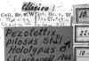 CollectionObject 1530157; f17842b2-47c8-4261-9eaa-57f68c5366a6: Image Carbonell, C.S. labels (holotype). (CollectionObject).