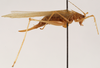 CollectionObject 1534524; 1b697d63-e1c7-4f21-8340-654d3ad4660c: female, lateral view (holotype of Xiphidiopsis celebensis). (CollectionObject).