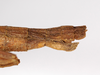 CollectionObject 1584199; 160b7061-10ba-4bff-8264-24f0c3ed3c47: copyright MHNG, Geneva. female: end of abdomen, lateral view (holotype). (CollectionObject).