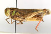 CollectionObject 1591325; a27f281f-90dc-431b-a5d1-31022989c569: female, lateral view (paratype). (CollectionObject).