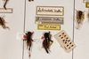 CollectionObject 1531299; f83e2ff5-29ac-4f62-9931-07564c9fac13: females, on drawer (types). (CollectionObject).