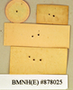 Eurycotis decipiens (Kirby, 1903): Holotype, unsexed, labels, reverse. BMNH(E)#878025. (Otu).