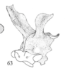 Habitus, lateral view: !! display not done !! on Microcentrus diabolus Cryan, Robertson & Deitz, 2004: (Observation).