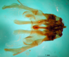 CollectionObject 1567281; cfb67743-a479-4615-96bb-f1c250a59d37: phallic complex, dorsal view. (CollectionObject).