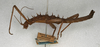 CollectionObject 1560113; NMW 463, 65967666-e879-4f02-90d7-07f3b4da0a39: copyright NMW, Vienna. male, lateral view (lectotype). (CollectionObject).