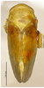 Habitus, dorsal view on Batracomorphus (Batracomorphus) gracilis Li & Wang, 2003 now Batracomorphus (Batracomorphus) irroratus Lewis, 1834: (Observation).