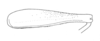 Ceuthophilus (Geotettix) carlsbadensis Caudell, 1924: Fig. 497. hind femur. (Otu).