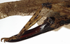 CollectionObject 1529679; ebb37810-7a8b-43a6-bdff-fb041c671801: female ovipositor (holotype). (CollectionObject).