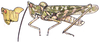 Acrolophitus hirtipes (Say, 1825): male habitus. (Otu).