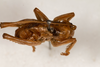 CollectionObject 1475044; d8369333-1638-42f1-ae2e-344fb65653ac: male, dorsal view (holotype). (CollectionObject).