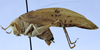 CollectionObject 1537829; d925beb5-408c-4a14-a023-d289b24fcab8: male, lateral view (holotype). (CollectionObject).